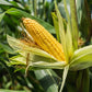 Equinox F1 Corn