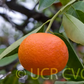 Robinson Mandarin Budwood citrus plant material online shopping