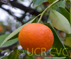 Robinson Mandarin Budwood citrus plant material online shopping