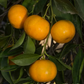 Koji Orange Mandarin Budwood citrus plant material online shopping