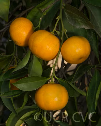 Koji Orange Mandarin Budwood citrus plant material online shopping
