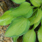 Goldrush Hosta Plants online shopping