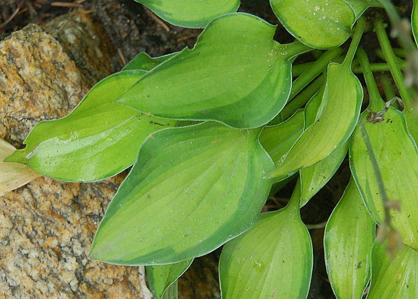 Goldrush Hosta Plants online shopping