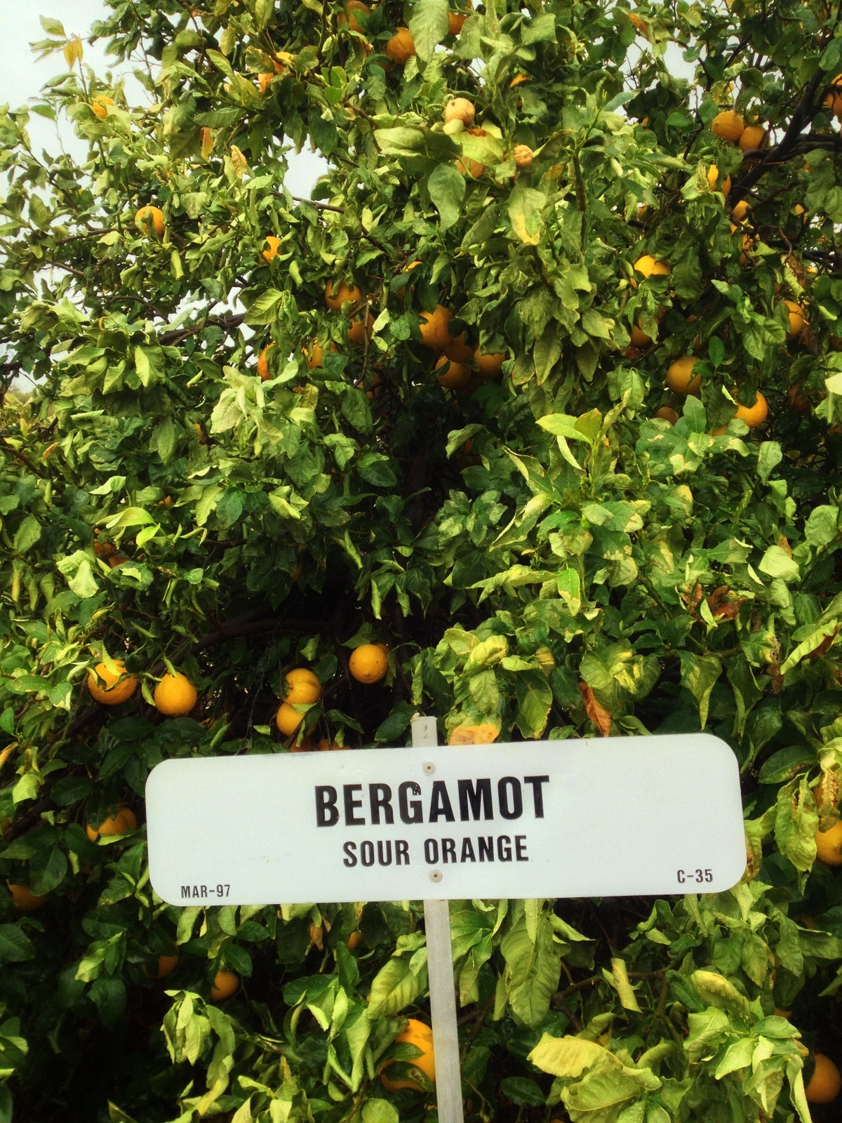 Bergamot Orange Plant citrus plant material online shopping