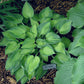 Tick Tock Hosta Plants online shopping