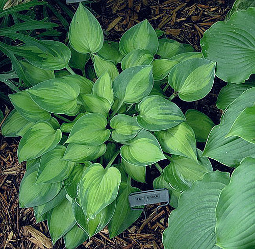 Tick Tock Hosta Plants online shopping