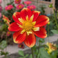 Pooh Dahlia