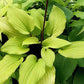 Chris’ Tropical Sundown Hosta Plants online shopping