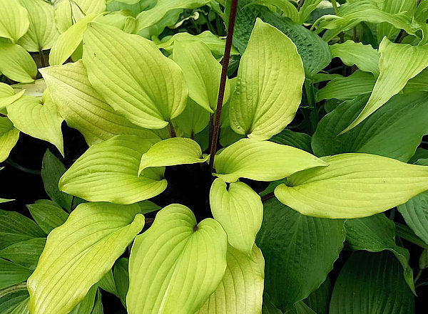 Chris’ Tropical Sundown Hosta Plants online shopping