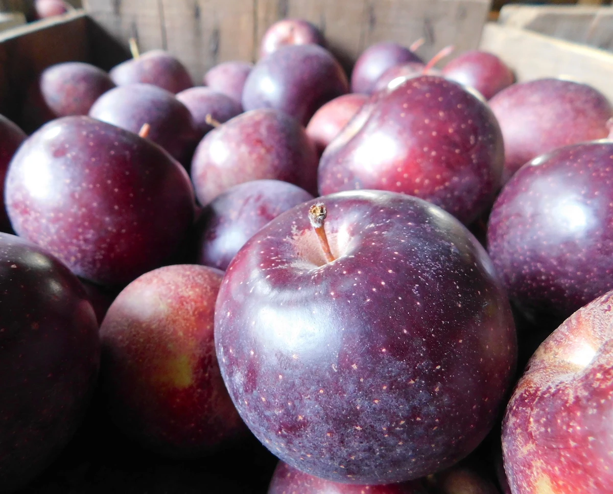 Black Oxford Heirloom Apple