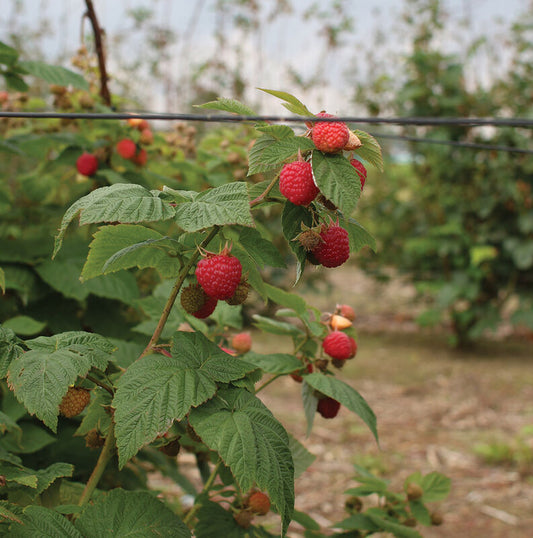 Rubus ‘Encore’ Everbearing Raspberry Plants online shopping