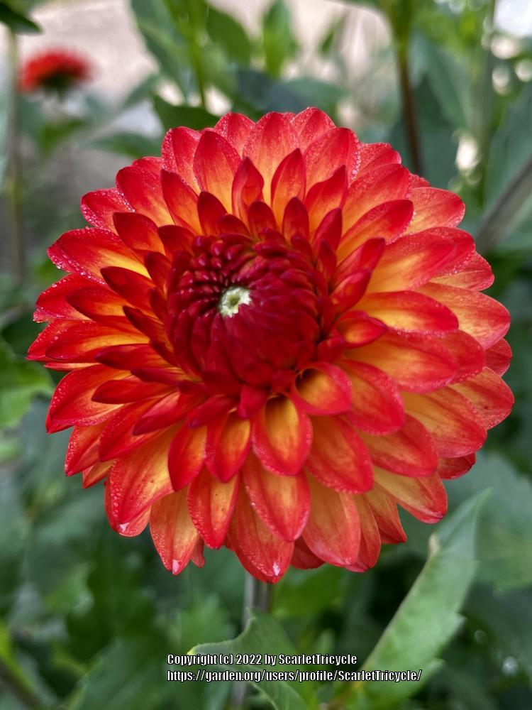 Mardy Gras Dahlia