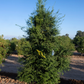 Pink Sunset Australian Finger Lime Budwood citrus plant material online shopping