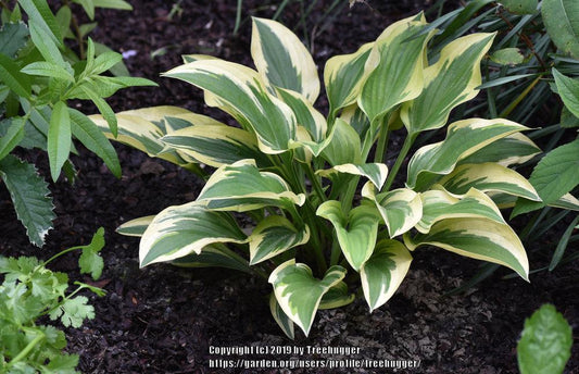 Angelique Hosta Plants online shopping
