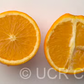 Akcay Sekeri Sweet Orange Budwood citrus plant material online shopping