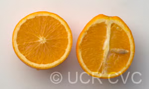 Akcay Sekeri Sweet Orange Budwood citrus plant material online shopping