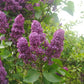 Ludwig Spath Lilac lilac plant online shopping