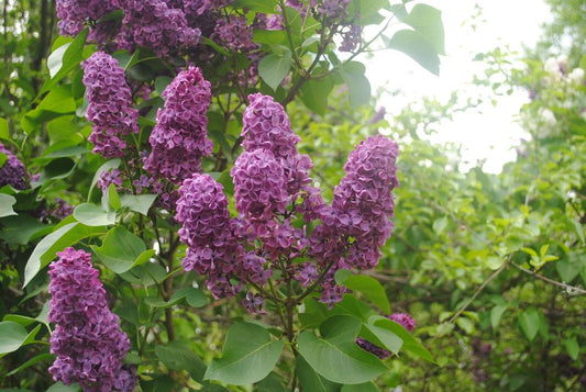 Ludwig Spath Lilac lilac plant online shopping