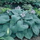 Blueberry Muffin Hosta Plants online shopping