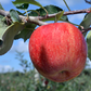 Brookfield® Gala Apple
