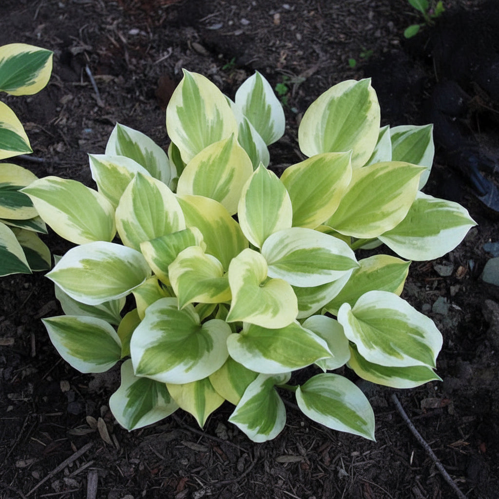 Heavenly Tiara Hosta Plants online shopping