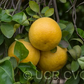 Wekiwa Tangelo Mandarin Budwood citrus plant material online shopping