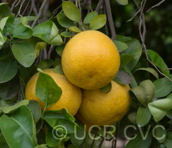 Wekiwa Tangelo Mandarin Budwood citrus plant material online shopping