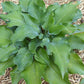 Titanium Hosta Plants online shopping