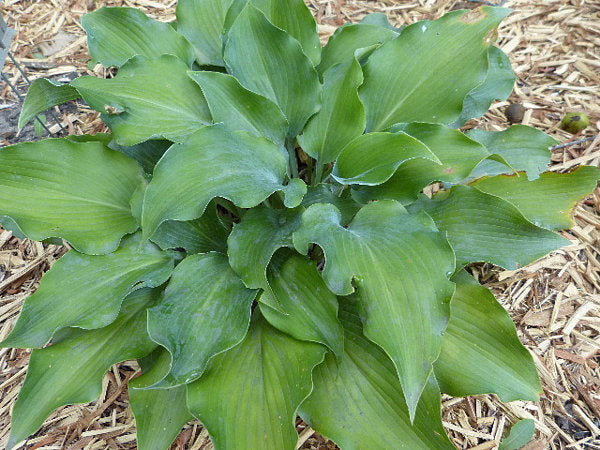 Titanium Hosta Plants online shopping