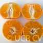 USDA 88-3 Mandarin Hybrid Budwood citrus plant material online shopping
