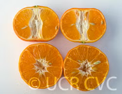 USDA 88-3 Mandarin Hybrid Budwood citrus plant material online shopping