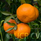 USDA 88-3 Mandarin Hybrid Budwood citrus plant material online shopping