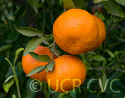 USDA 88-3 Mandarin Hybrid Budwood citrus plant material online shopping