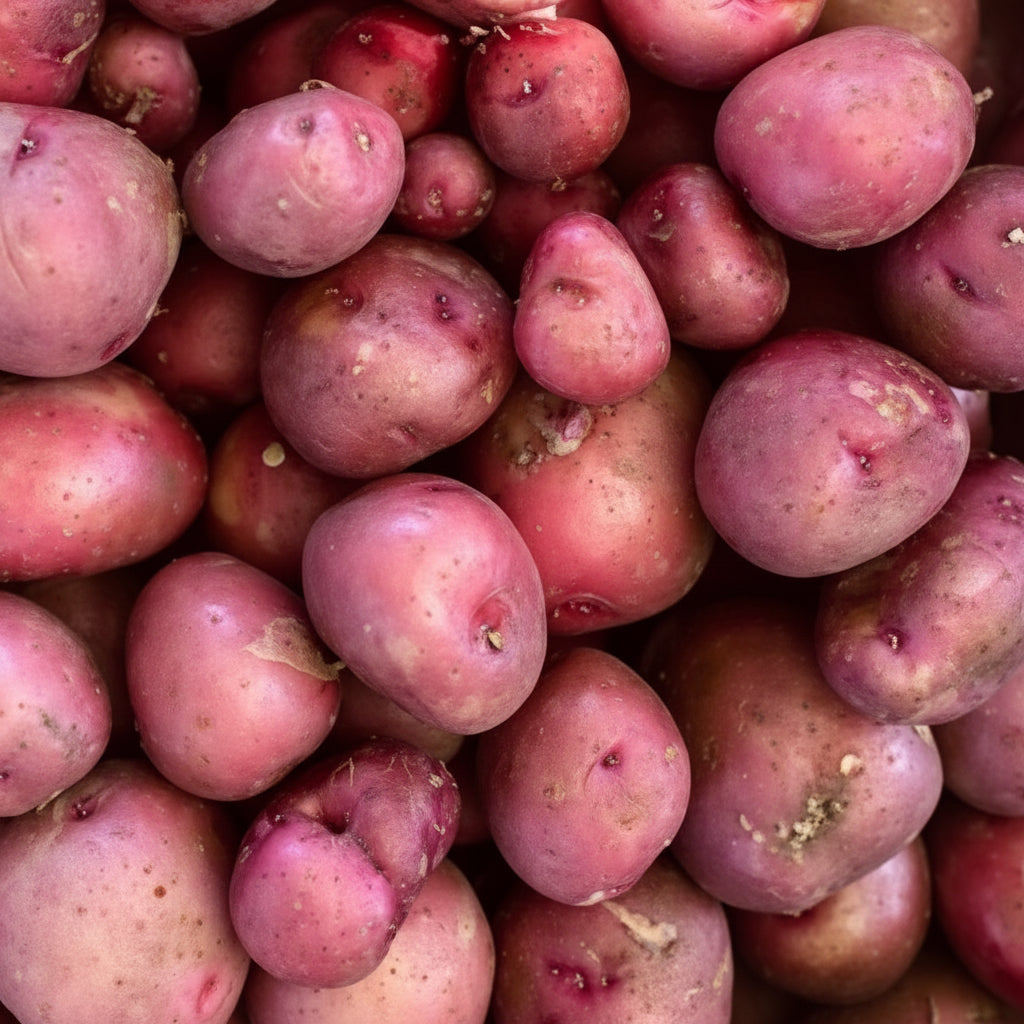 Red Lasoda Seed Potato online shopping