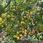 Verna Lemon Budwood citrus plant material online shopping