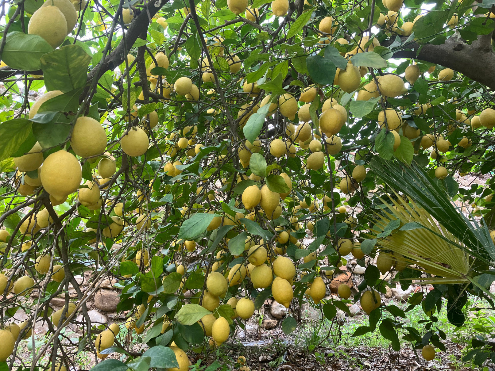 Verna Lemon Budwood citrus plant material online shopping