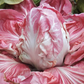 Monterosa Chicory