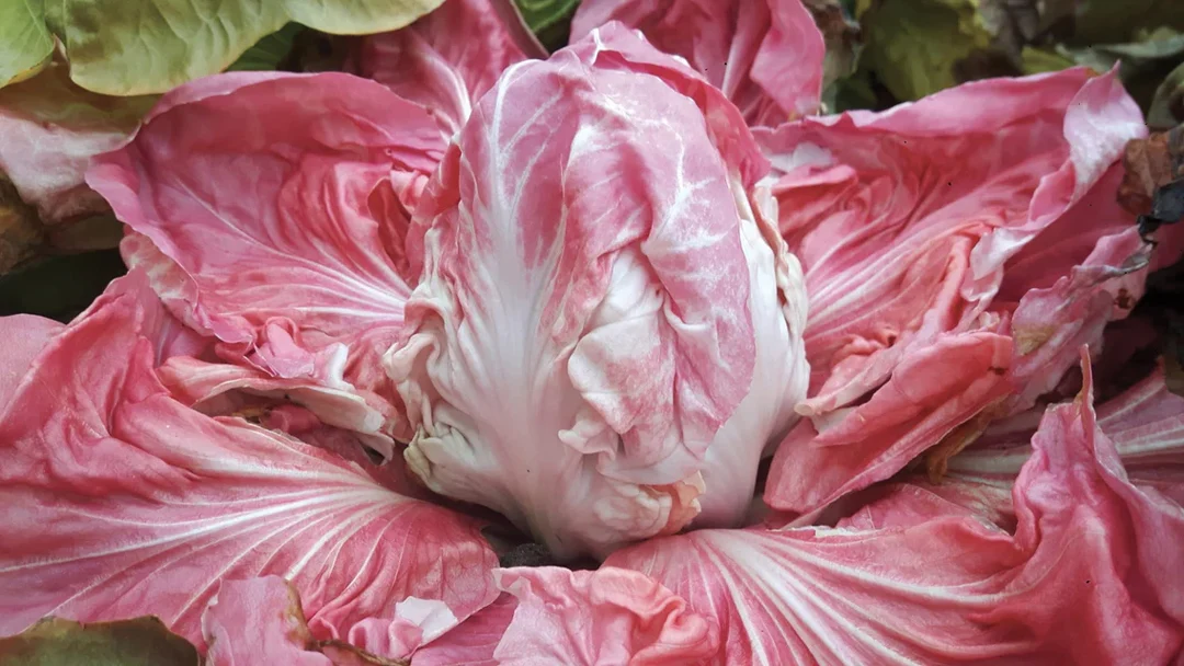 Monterosa Chicory