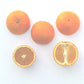 Thermal Tarocco Blood Orange Budwood citrus plant material online shopping