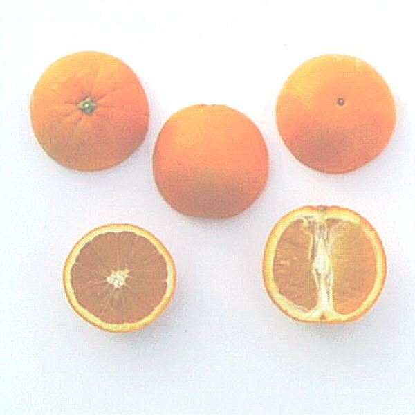 Thermal Tarocco Blood Orange Budwood citrus plant material online shopping