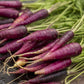 Cosmic Purple Carrot