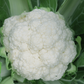 Clarify F1 Cauliflower