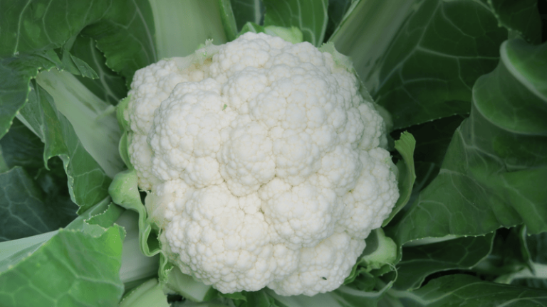 Clarify F1 Cauliflower