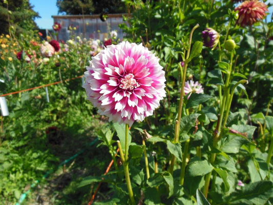 Fuzzy Wuzzy Dahlia