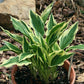 Hidden Treasure Hosta Plants online shopping