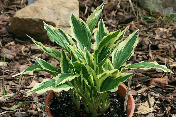 Hidden Treasure Hosta Plants online shopping