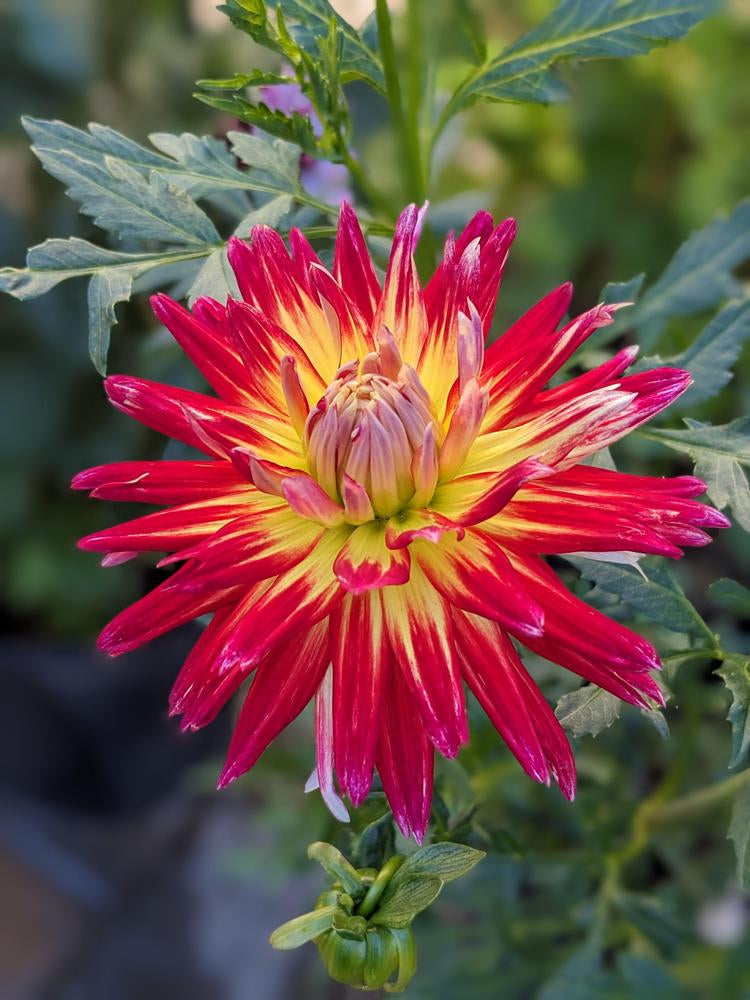 Wildcat Dahlia