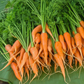 Little Fingers Carrot