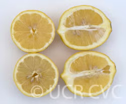Lapithiotiki Lemon Budwood citrus plant material online shopping