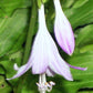 Friends Hosta Plants online shopping